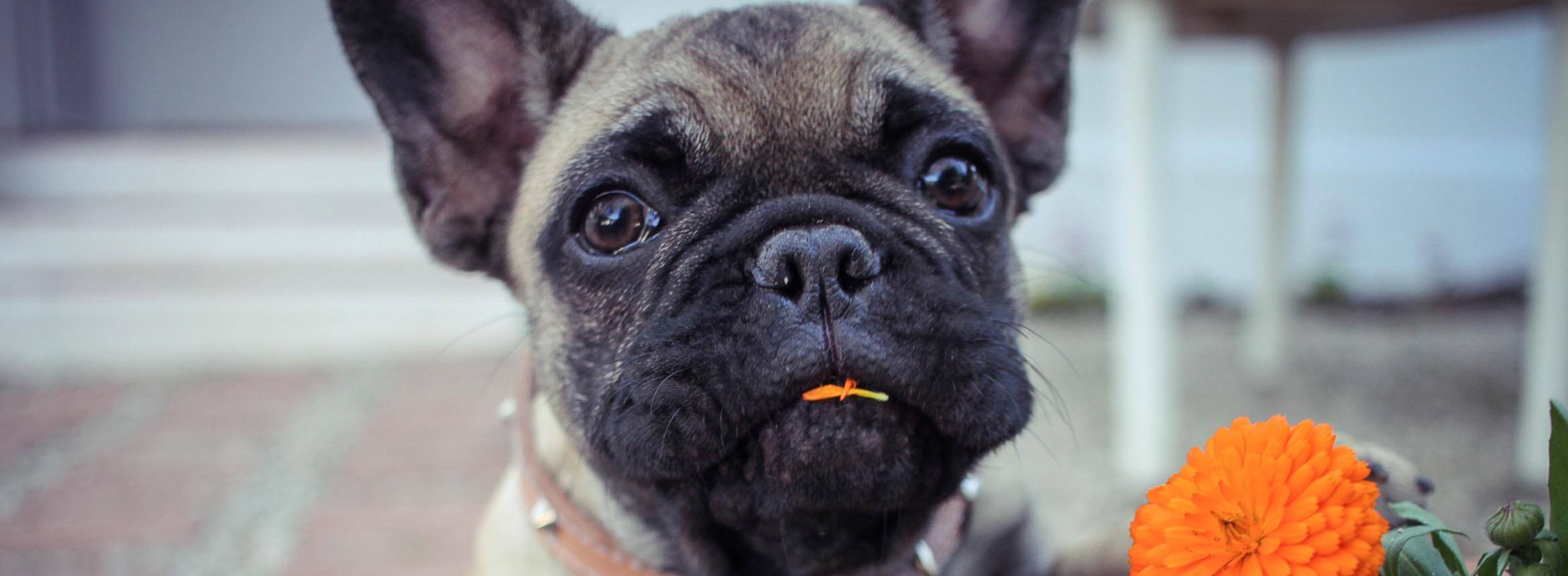 image of a dog eating flowers