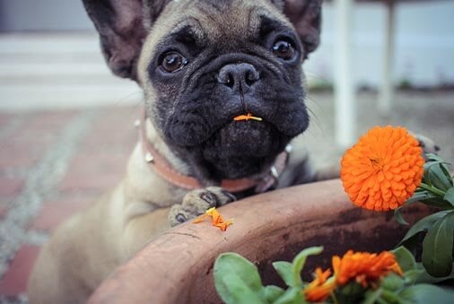 image of a dog eating flowers