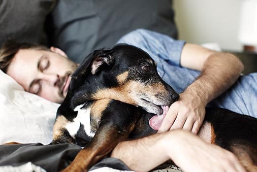 Why Does My Dog Lick Me (and Other Stuff)?  