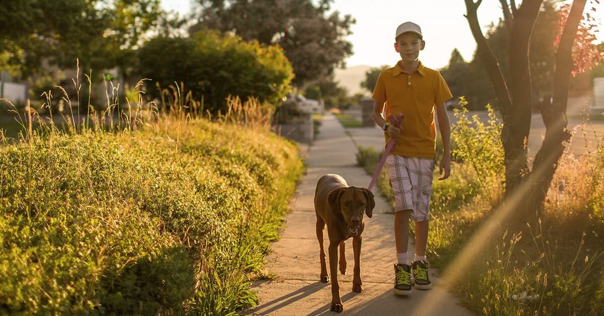 How to Have a Friendly Dog 