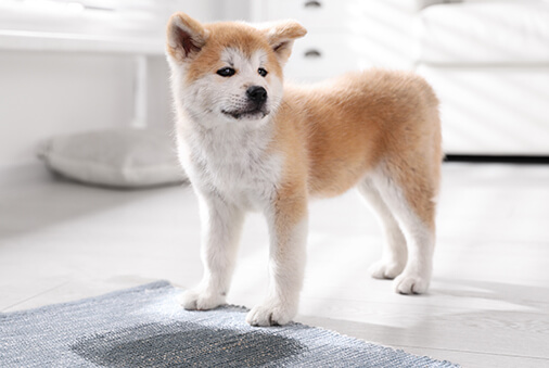 dog standing on rug with wet spot