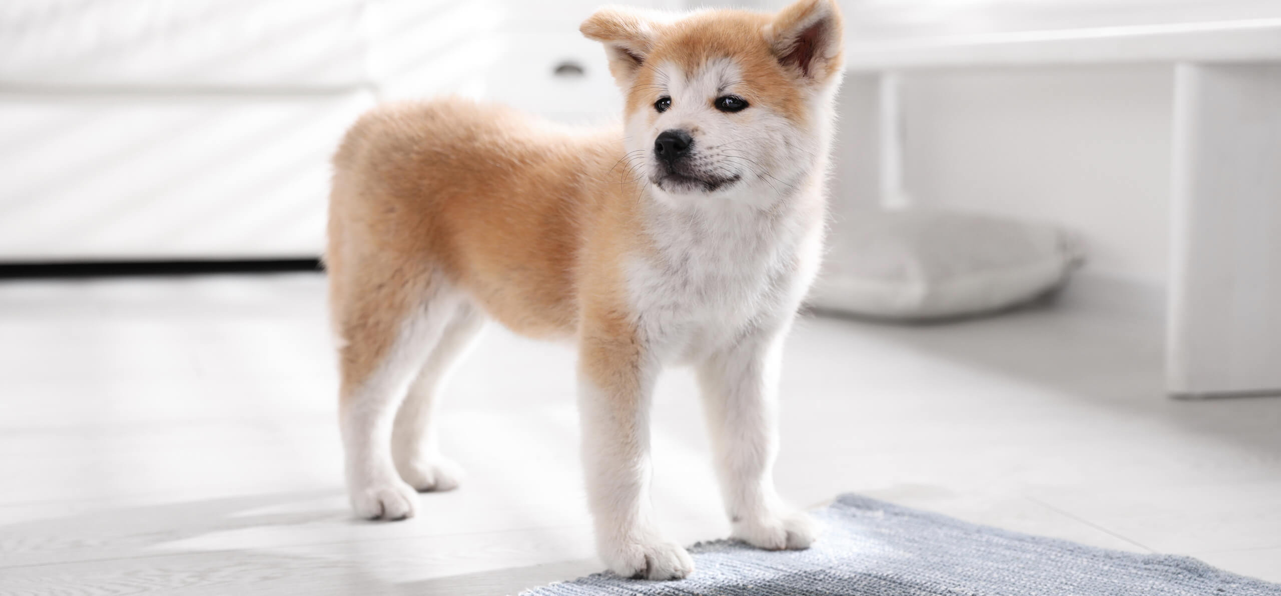 dog standing on rug with wet spot