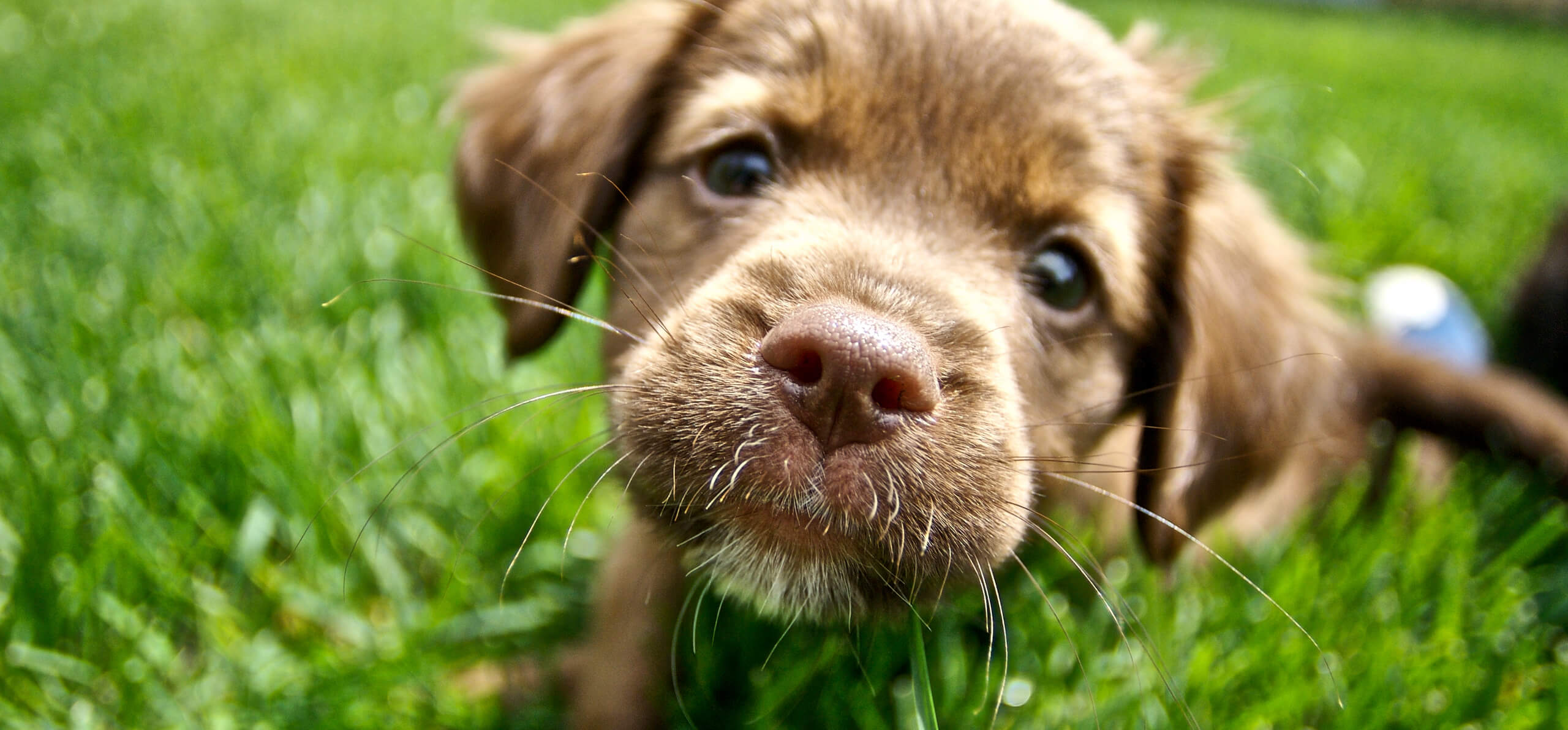 brown puppy looking upward outside