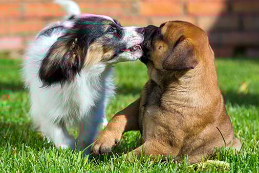 a couple puppies playing in the grass
