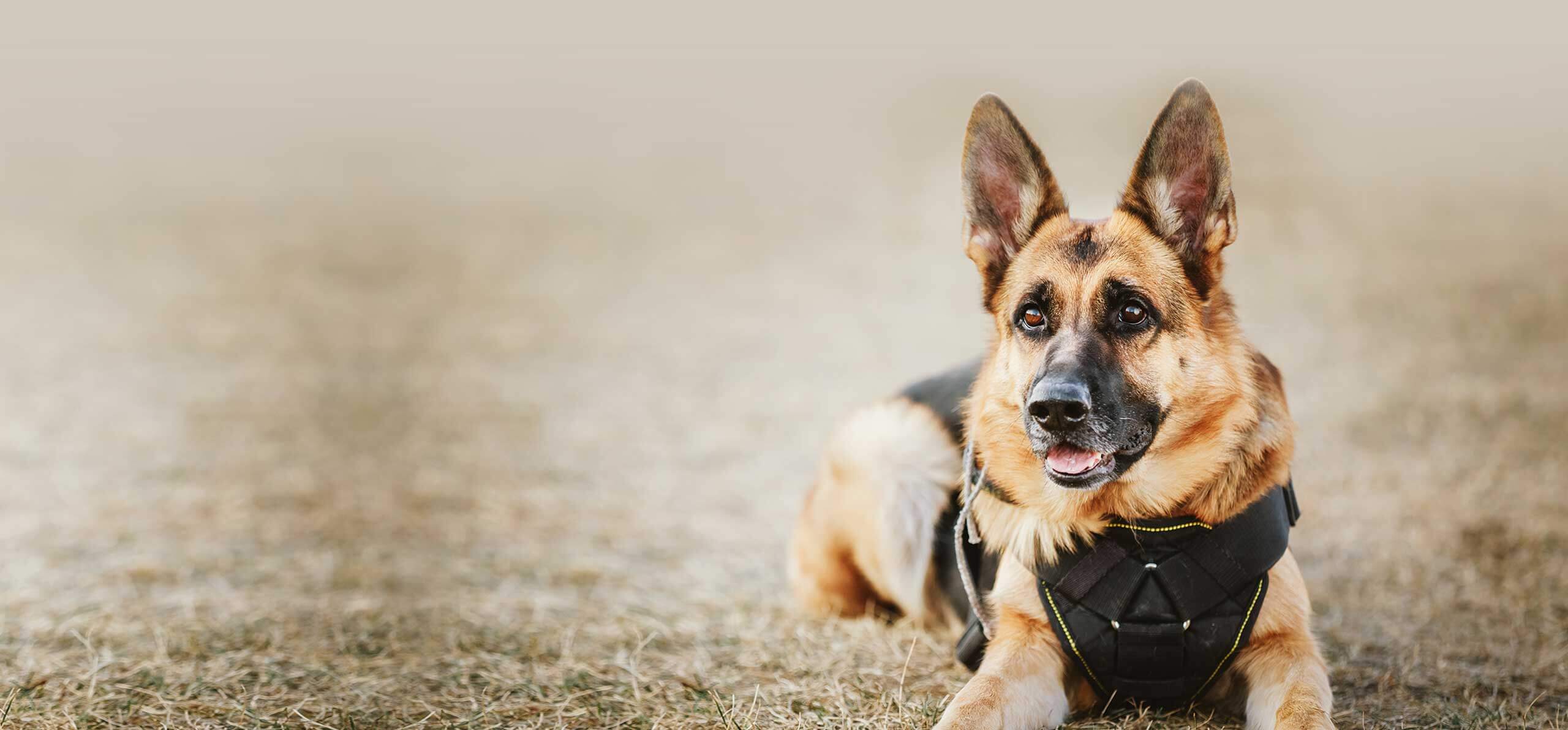 dog with service harness laying in some grass