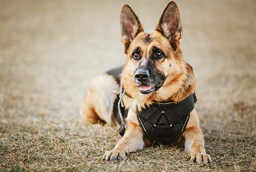 Service Dogs for Heroes