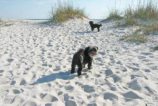 a couple of small dogs enjoying the sand