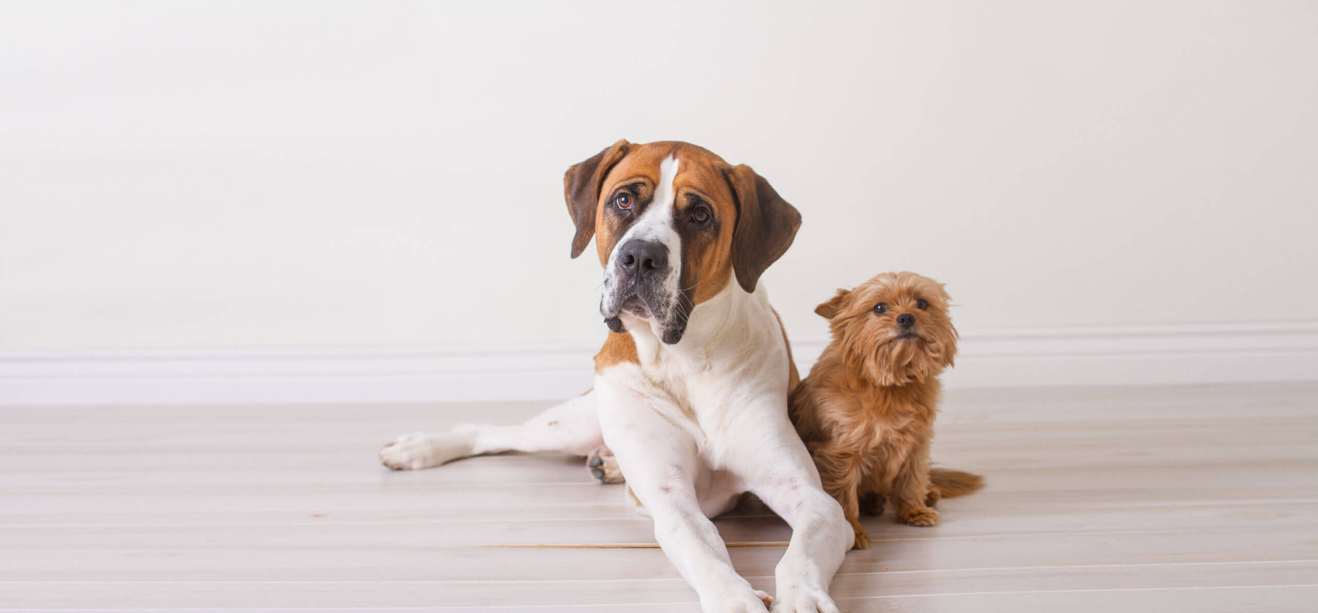 small and large dogs laying together