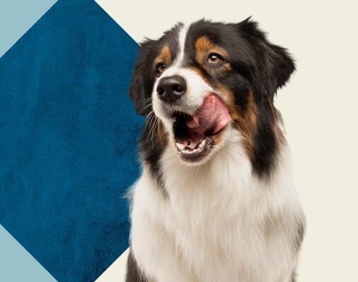 What To Know About Switching To Fresh Dog Food