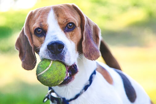 dog with a dirty tennis ball in its mouth