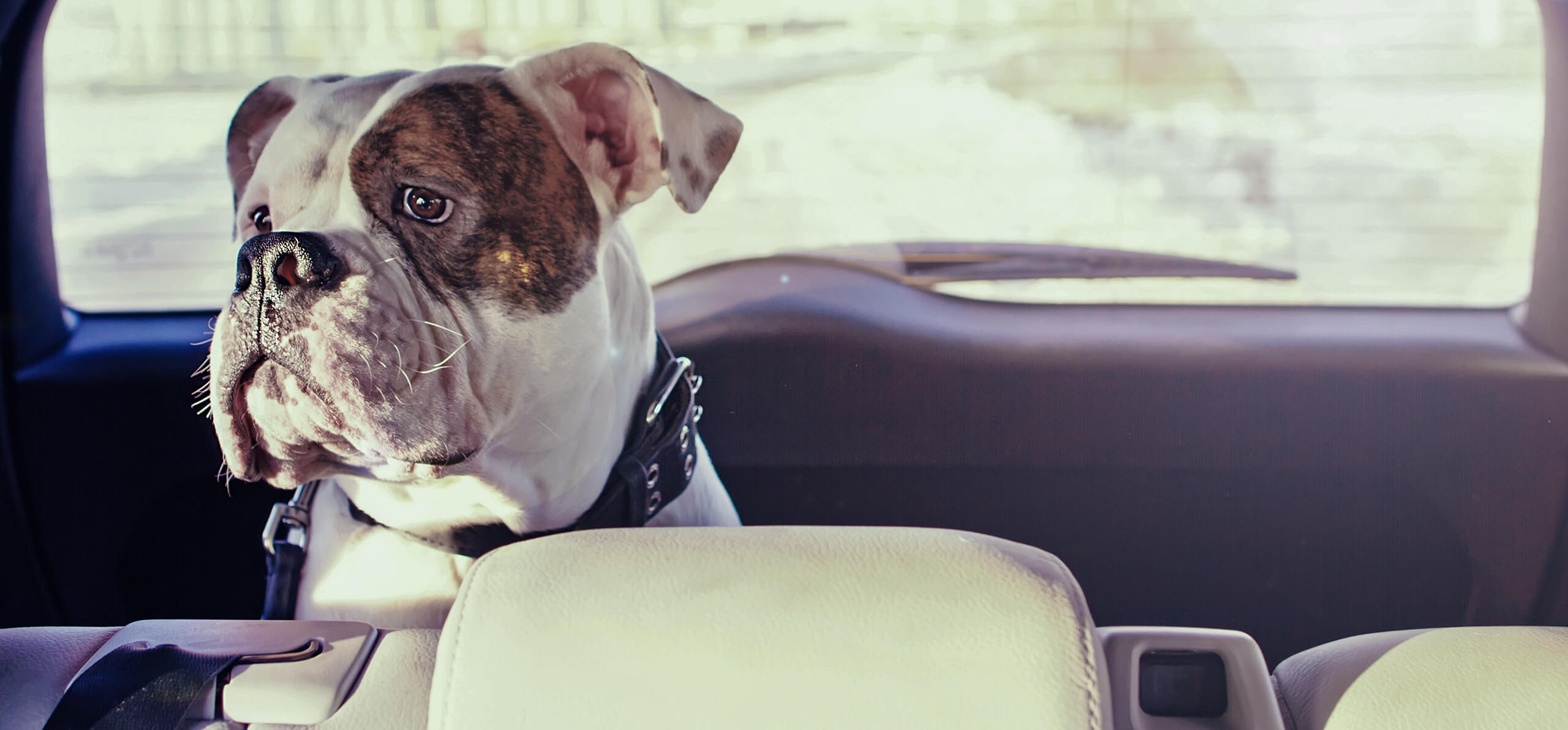 sad dog in the trunk of the car