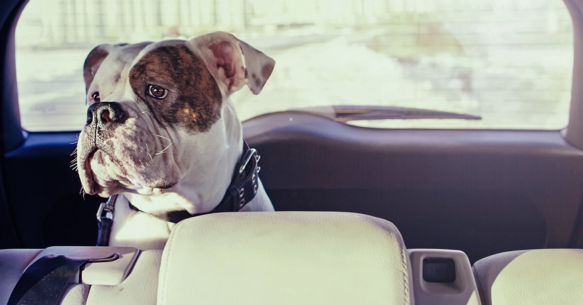 Is There A Law Against Leaving Your Dog In The Car