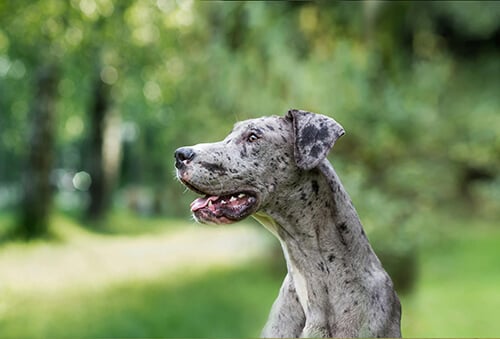 The Nutritional Needs of Large Breed Dogs