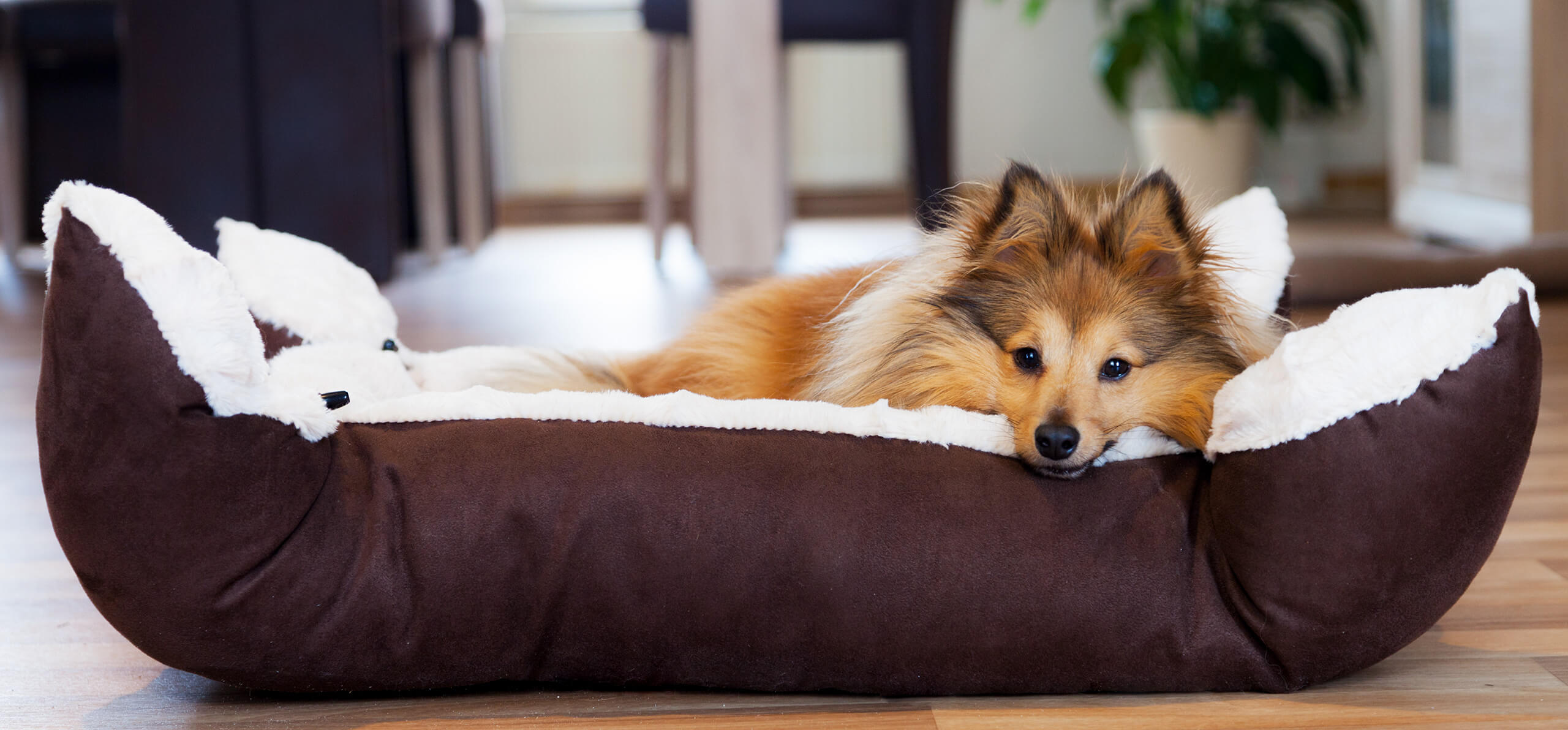 small dog laying its head on the edge of its doggy bed