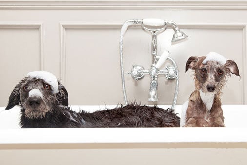 How to Bathe Your Dog