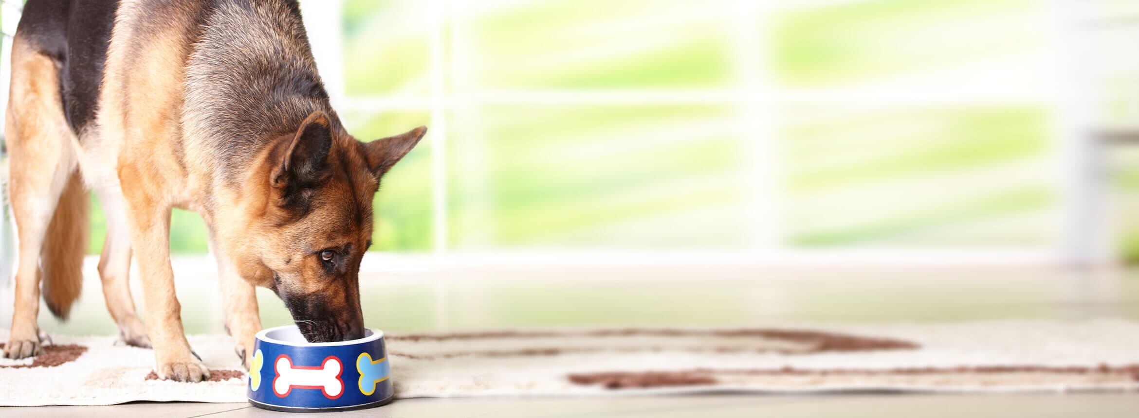 dog eating from a bowl decorated with bones