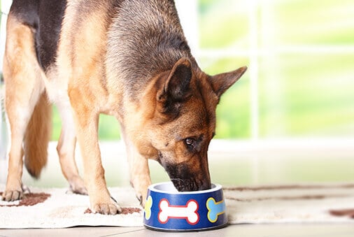 dog eating from a bowl decorated with bones