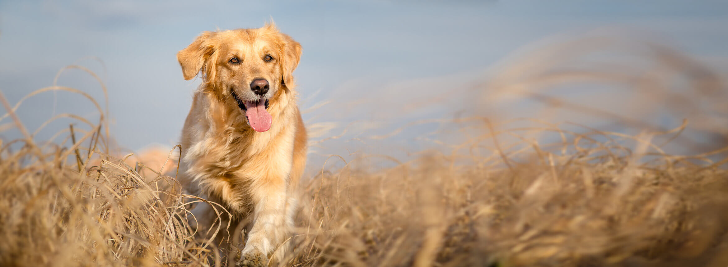 dog running in field