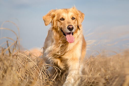 dog running in field