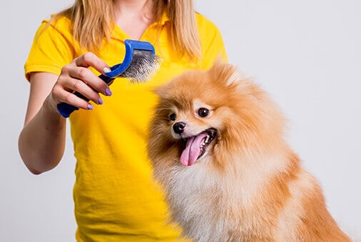 dog being brushed