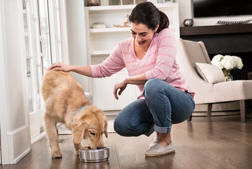 The Benefits of Feeding Wet Dog Food