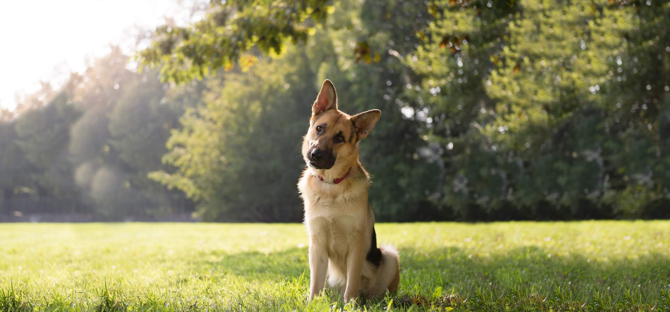 large dog sitting and tilting its head