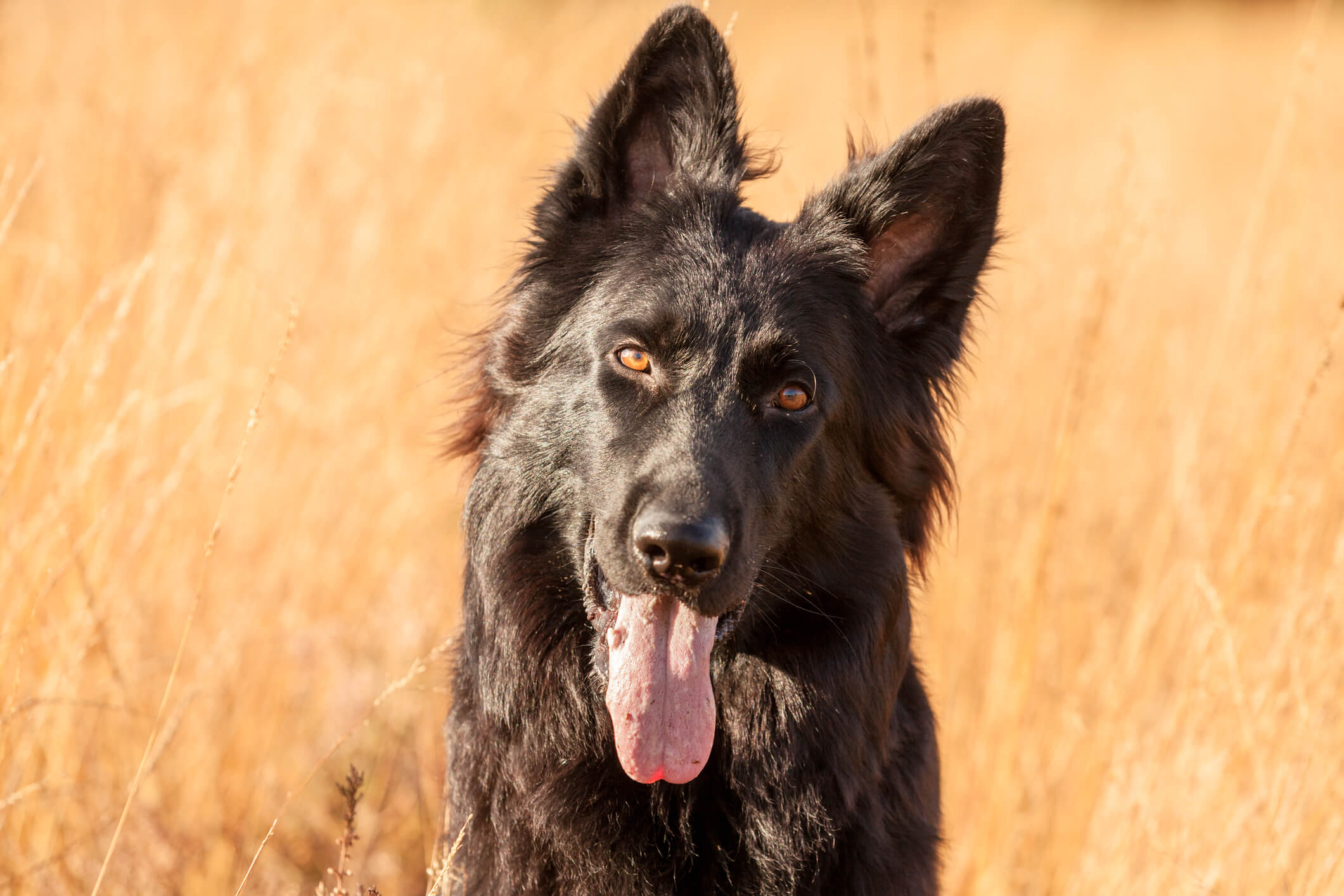 Why Do Dogs Tilt Their Heads?