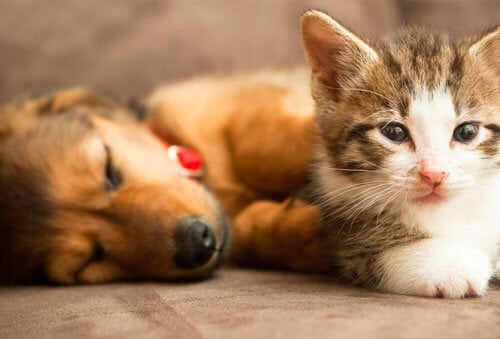 Disaster Preparedness for Your Pets