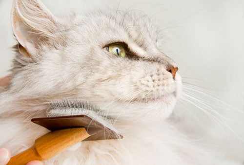 Grooming Your Pet—From Head to Paws
