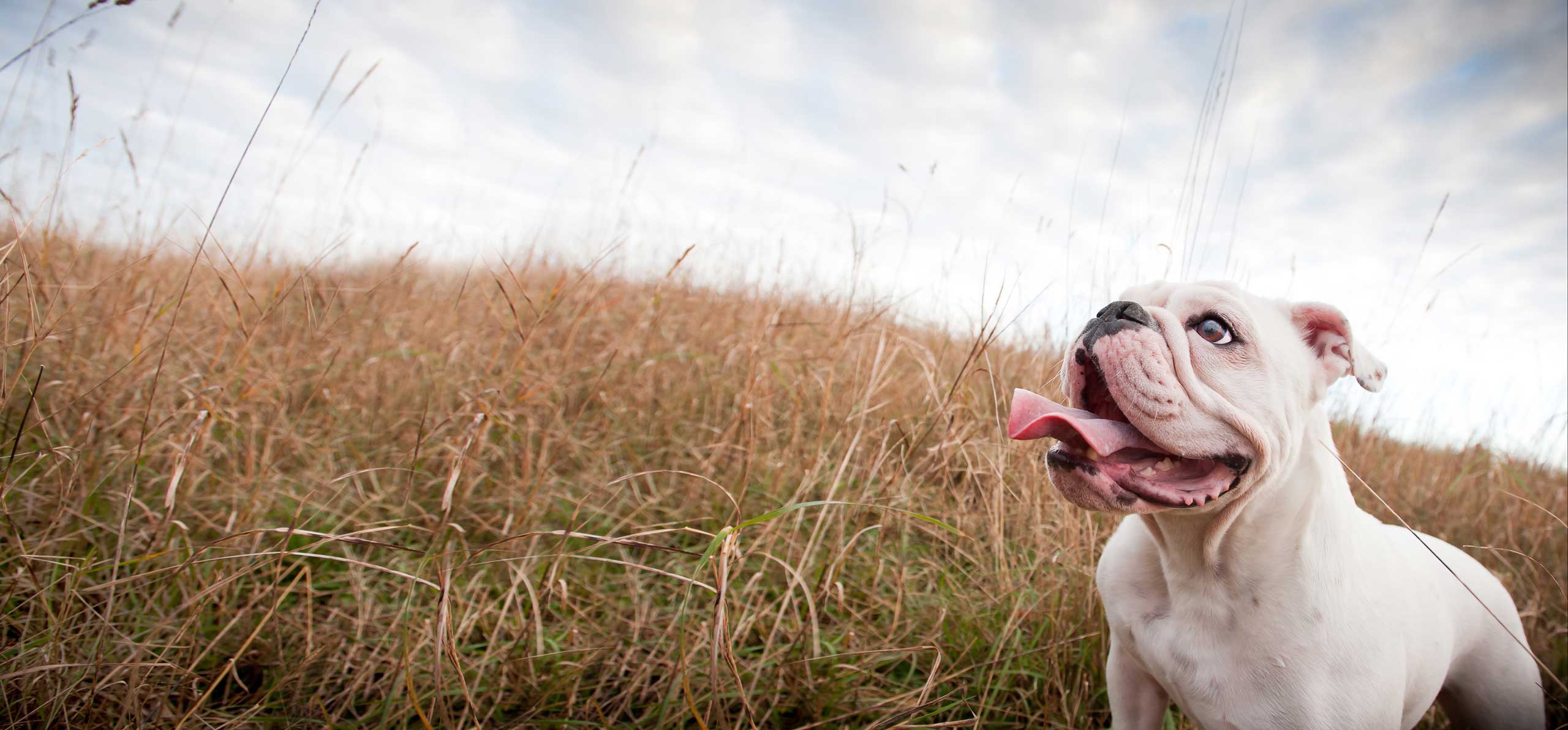 Dog in field