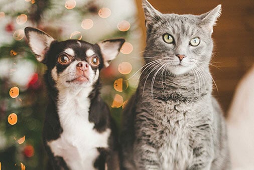 Holiday Pet Safety Tips