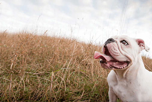 dog in field looking up