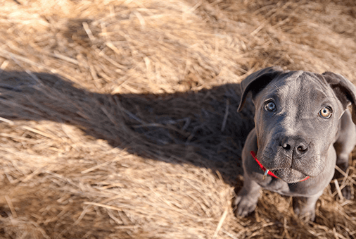 dog in field looking up