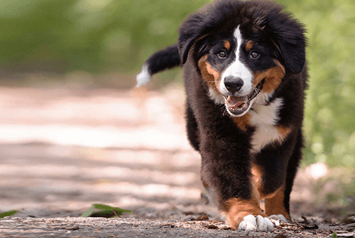 Becoming a Healthy Adult