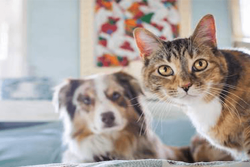 cat and dog laying down
