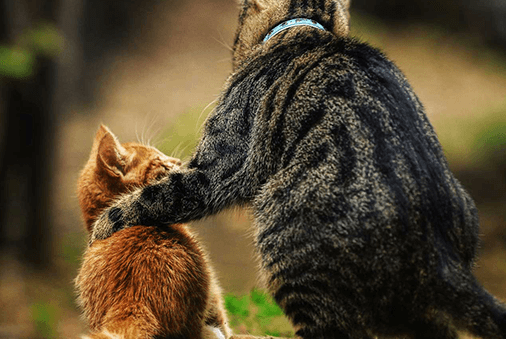 grey striped large cat with front left leg on smaller orange cat