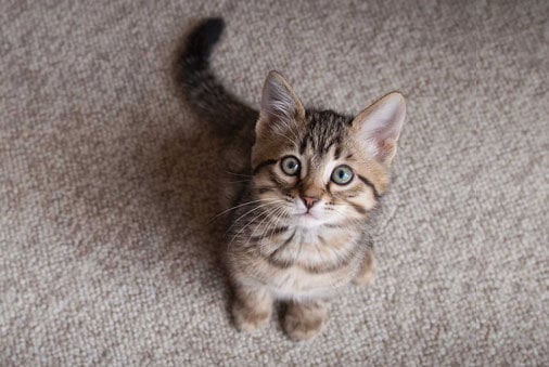 Prendre soin d’un chaton | 3 à 6 mois