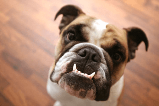 dog sitting on floor looking up