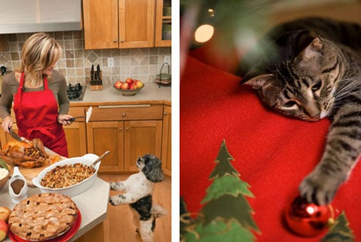 Dog & Cat Training Tips for the Holidays