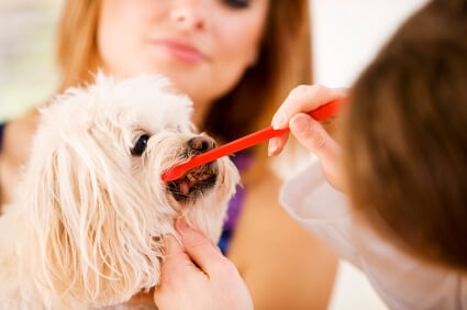Brushing teeth of dog