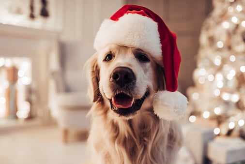 5 Fun Ways to Include Your Dog or Cat in Holiday Celebrations