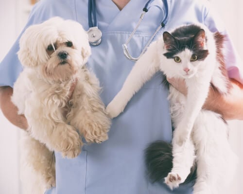 5 Things You Might Not Know About Pet Insurance
