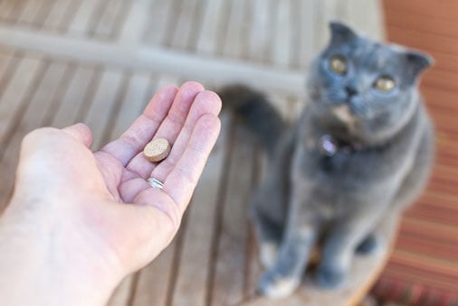 How to Give Your Dog or Cat Medications