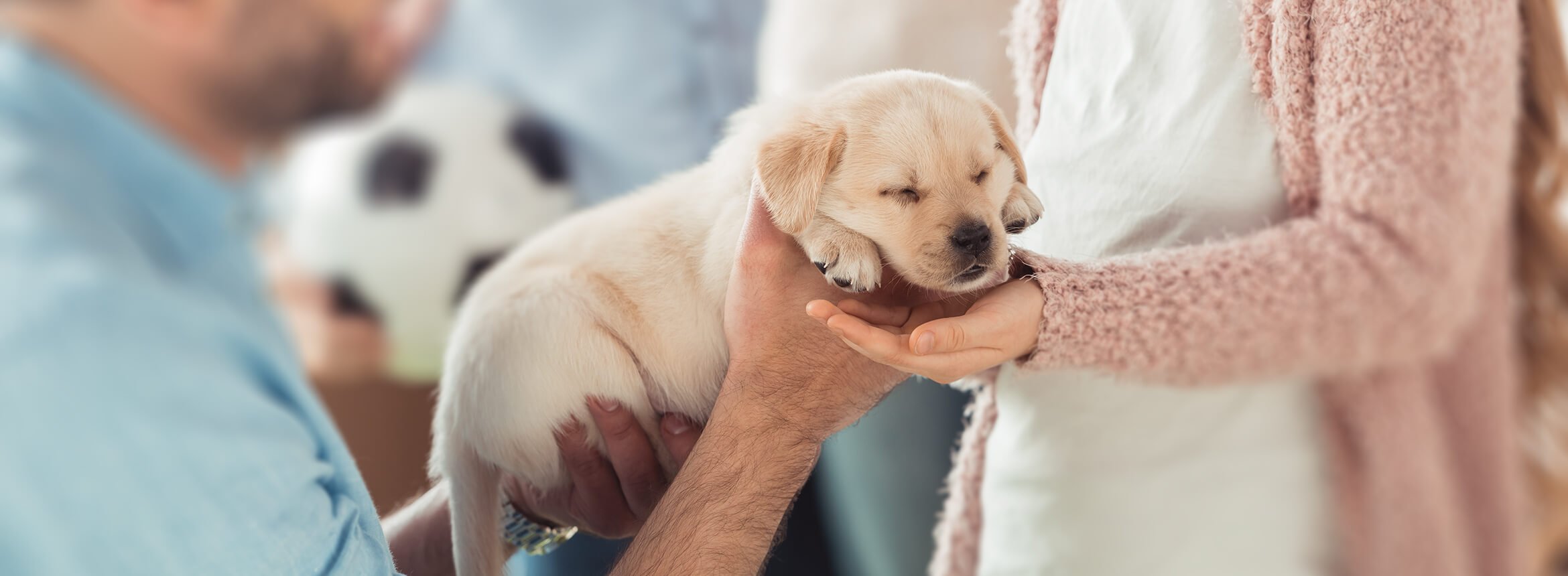 person handing puppy to another person