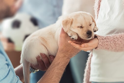 Are you ready to be a pet parent?