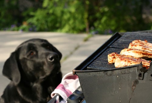 Grilling Safety for Pets