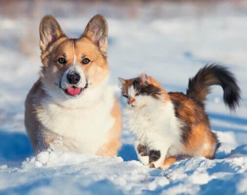 Brr! Cold Weather Safety for Pets
