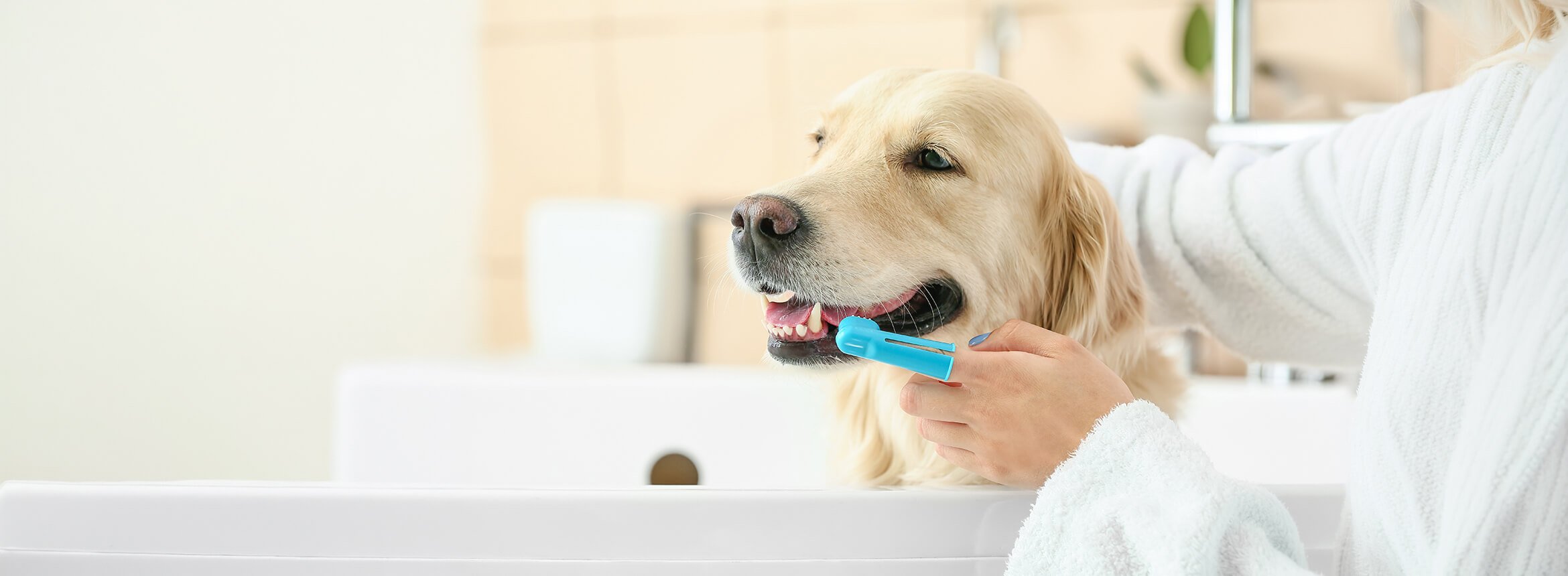Person brushing a dog's teeth with a toothbrush