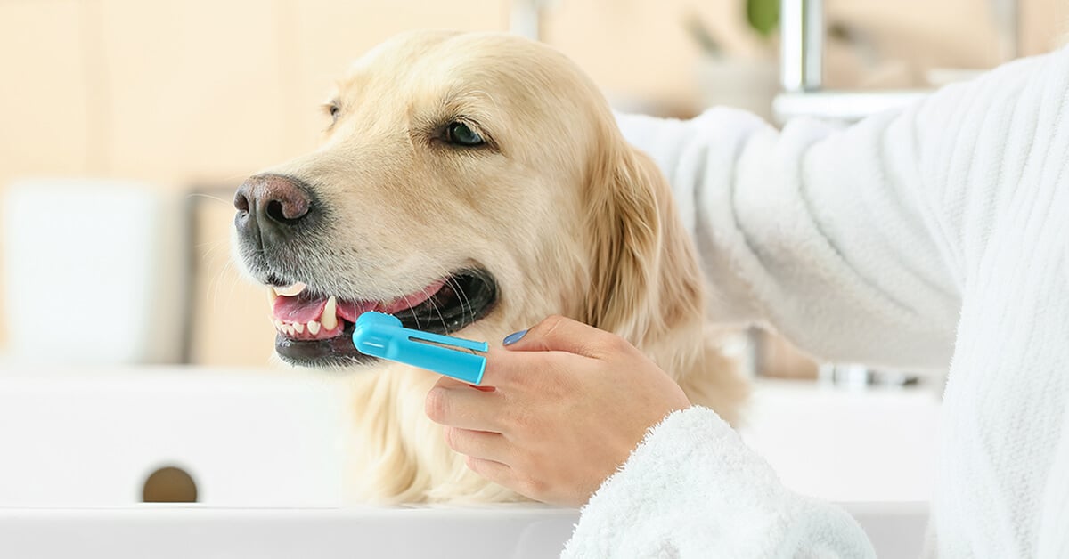 Brush Up on Home Dental Care for Your Pets