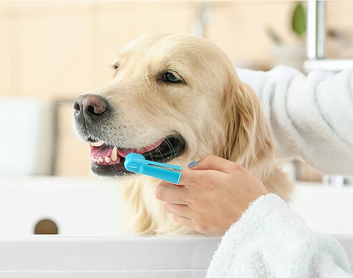 Brush Up on Home Dental Care for Your Pets